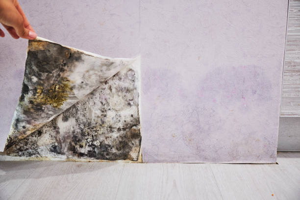 Trusted West Laurel, MD Mold Remediation Experts
